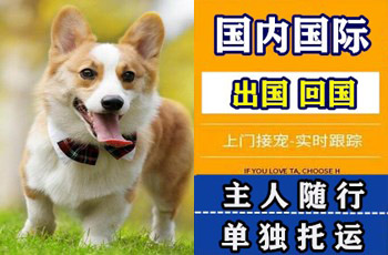 湛江市宠物托运公司湛江市宠物托运公司湛江市宠物托运公司