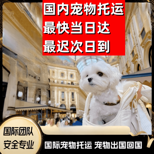 湛江市到澳大利亚（澳洲）宠物入境规定和要求